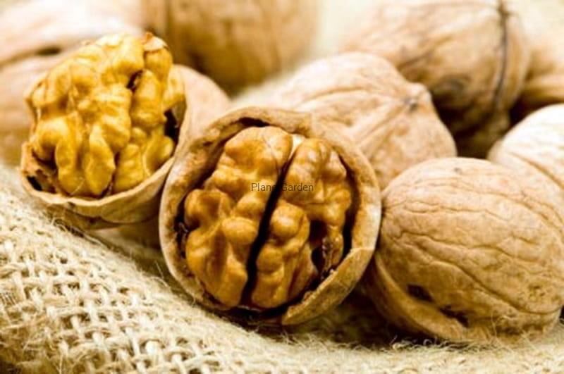 Sadzenie orzecha włoskiego