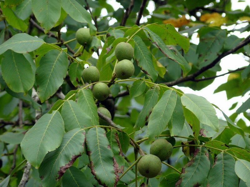 Techniki siewu orzecha włoskiego