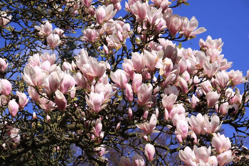 Domowe nawozy do magnolii