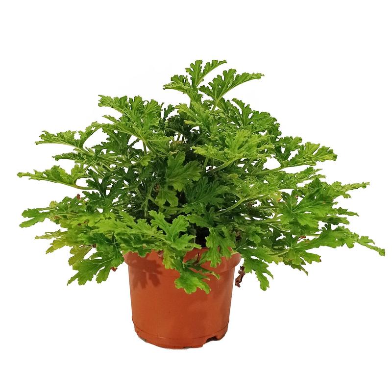 Pielęgnacja geranium