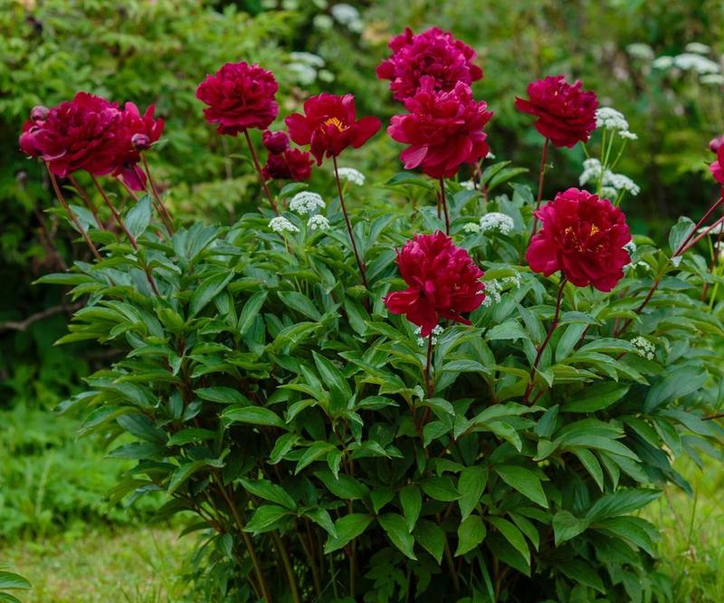 Pielęgnacja piwonii