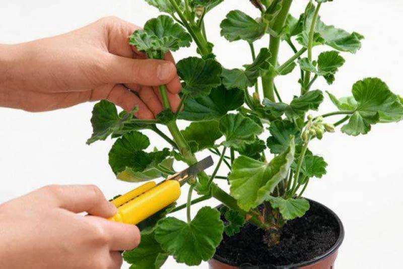 Techniki przycinania roślin