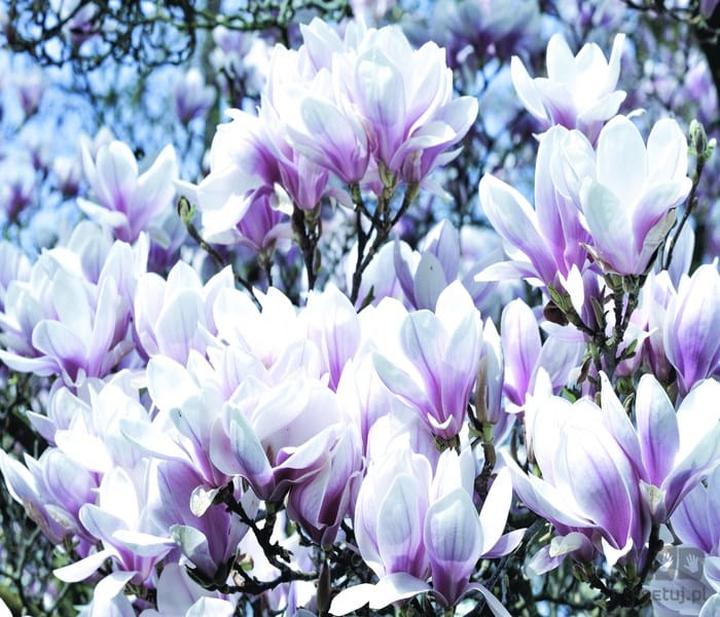 Wpływ nawożenia na magnolie