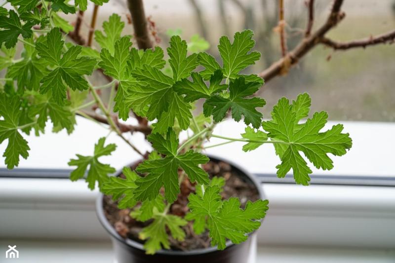 Zdrowe kwitnienie geranium