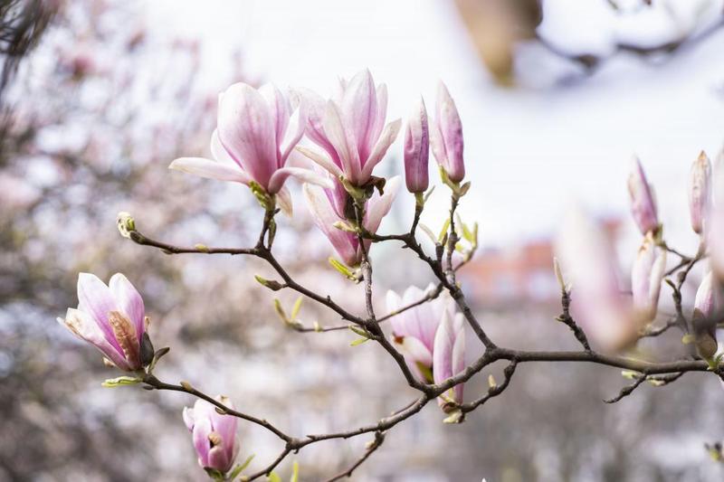 Jak skutecznie nawozić magnolie? Oto przepisy na domowe nawozy