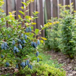 Jakie rośliny towarzyszą jagodzie kamczackiej? Praktyczny poradnik sadzenia obok siebie