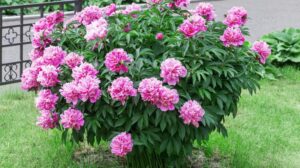 Piwonie w ogrodzie: kiedy i jak je przycinać? Praktyczny poradnik dla każdego ogrodnika