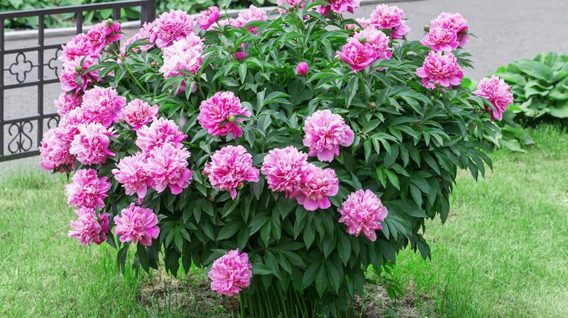 Piwonie w ogrodzie: kiedy i jak je przycinać? Praktyczny poradnik dla każdego ogrodnika