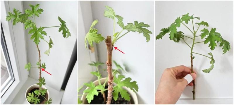 Praktyczny poradnik: Jak skutecznie przycinać geranium, aby pięknie kwitło