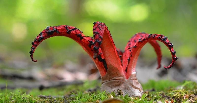 Okratek australijski ekosystem