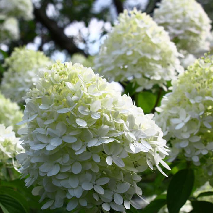 Optymalne warunki dla hortensji