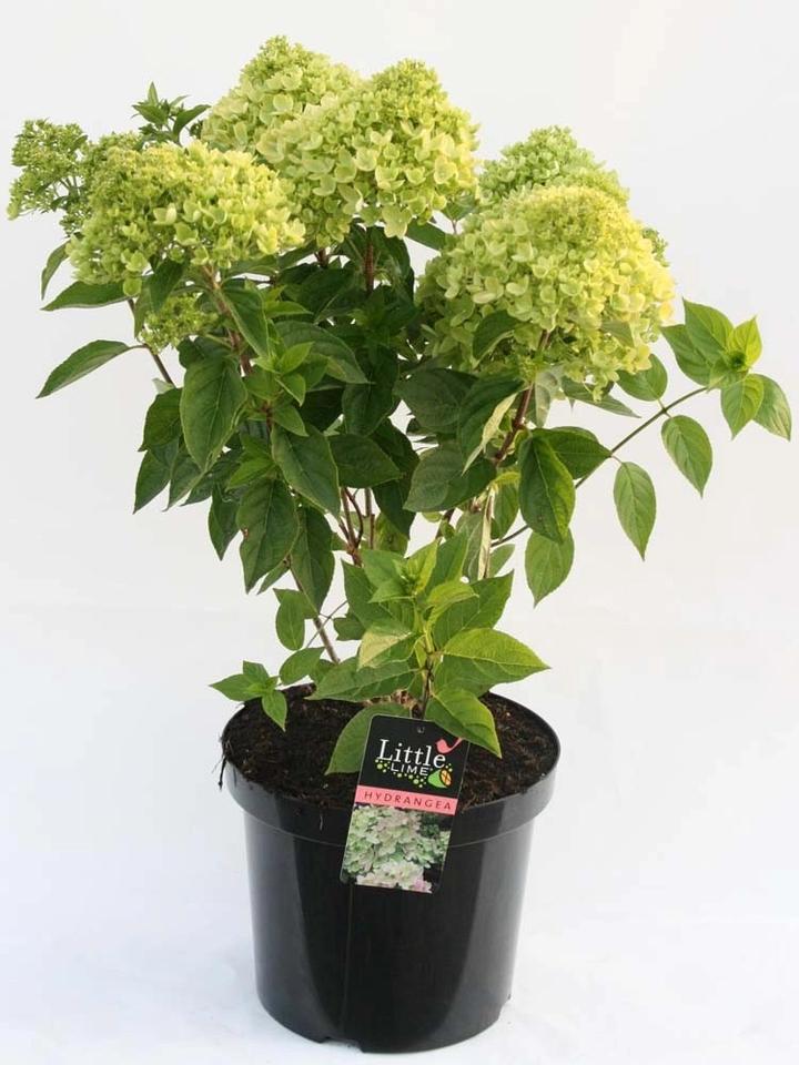 Pielęgnacja hortensji w ogrodzie