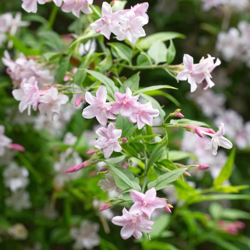 Pielęgnacja jaśminu