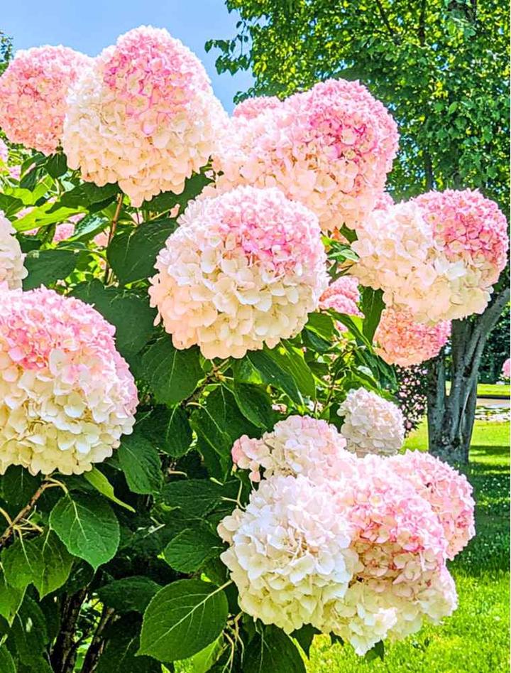 Sadzenie hortensji bukietowej