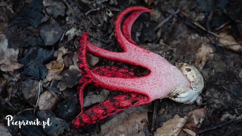 Zrównoważony rozwój okratka