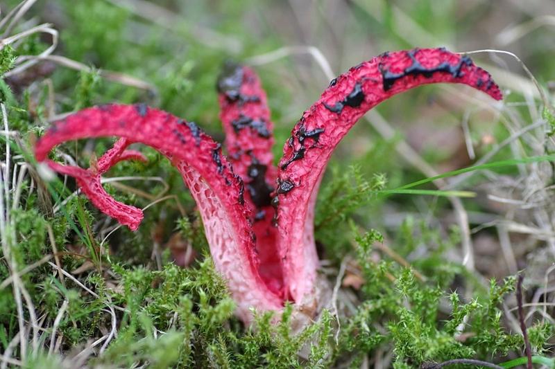 Gdzie rośnie palce diabła? Odkrywamy tajemnice okratka australijskiego i możliwości jego zbierania