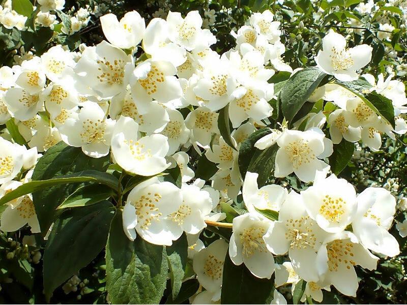 Jak i kiedy przycinać jaśmin – praktyczny poradnik dla miłośników ogrodów