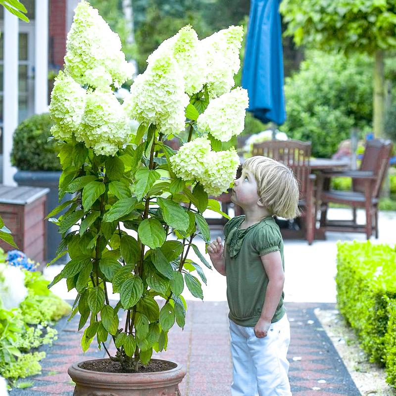 Jak i kiedy sadzić hortensję bukietową, aby zachwycała w ogrodzie?