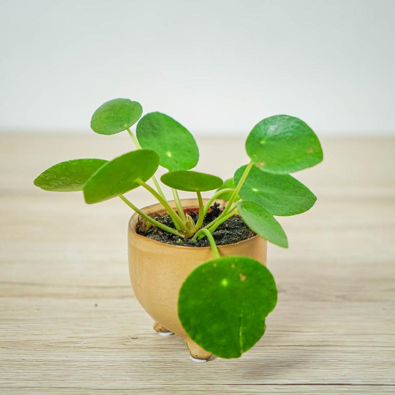 Problemy w uprawie kwiatów