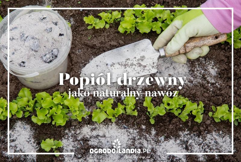 Zwalczanie mchu popiołem