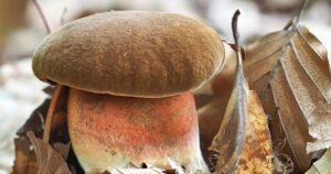 Który borowik może być trujący? Sprawdź, czy wszystkie borowiki są jadalne!