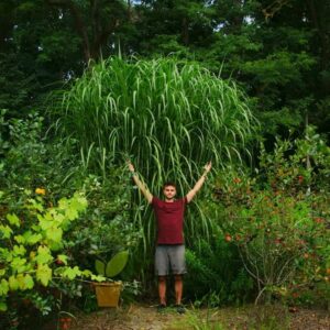 Miskant olbrzymi – kiedy i jak go sadzić, aby cieszyć się pięknem trawy przez cały sezon?