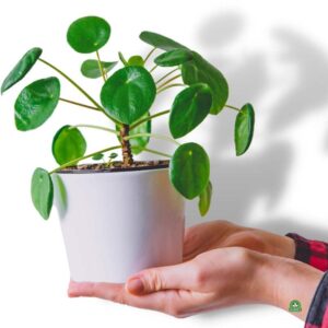 Sekrety kwitnienia pieniazka: praktyczny poradnik uprawy tego pięknego kwiatu