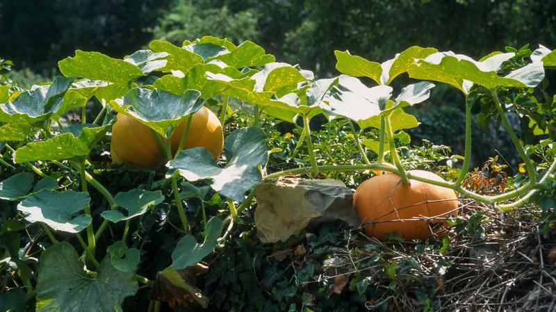 Kalendarz i warunki siewu dyni