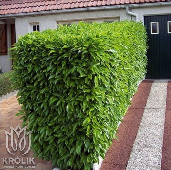 Kiedy sadzić laurowiśnię