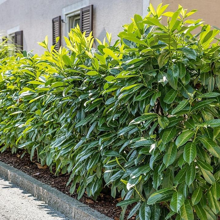 Pielęgnacja laurowiśni