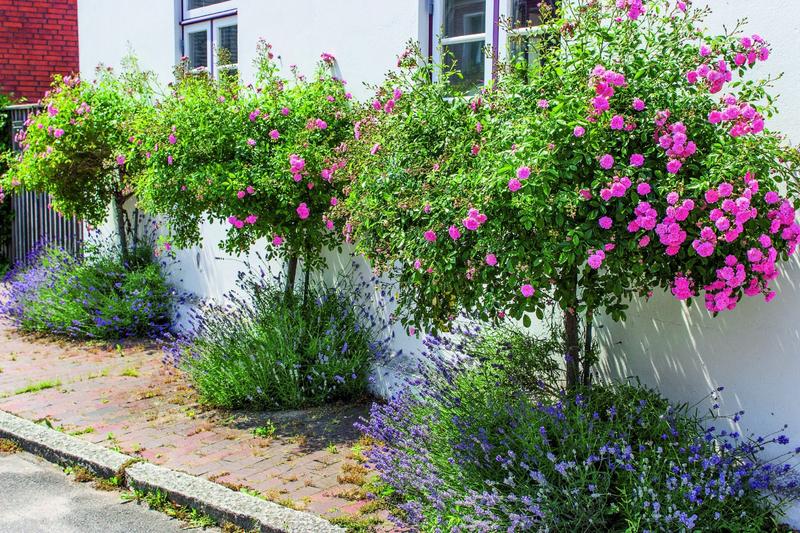 Rabata z lawendą i różami