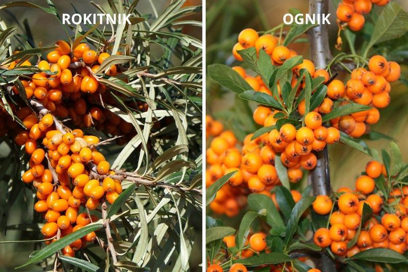 Różnice między rokitnikiem a ognikiem