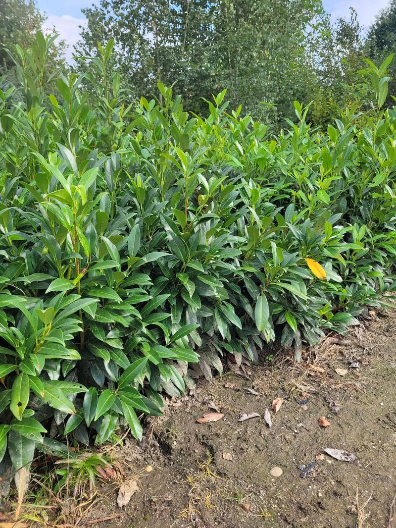 Właściwości laurowiśni