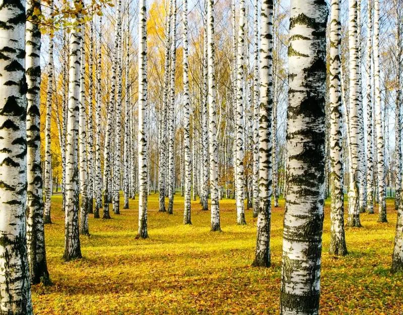 Brzozy w ogrodzie: Kiedy i jak je sadzić oraz jak gęsto i co ile?