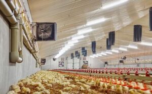 Jak skutecznie ogrzewać kurnik? Kluczowe zasady i nowoczesne rozwiązania dla efektywnej hodowli drobiu