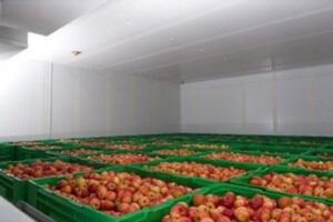 Jak skutecznie przechowywać jabłka na zimę – odkryj idealne warunki i temperaturę