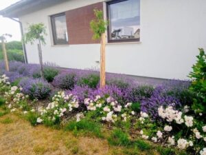 Jak stworzyć piękną rabatę z lawendą i różami – praktyczny przewodnik