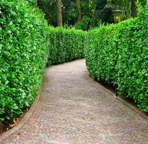 Laurowiśnia – idealny wybór na żywopłot: kiedy i jak ją sadzić?