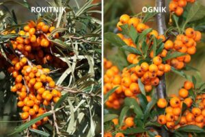 Rokitnik i ognik: Jakie są kluczowe różnice między tymi dwoma roślinami?