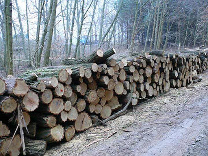 Akacja jako opał do kominka