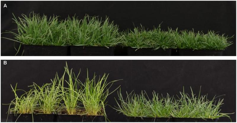 Czas kiełkowania trawy