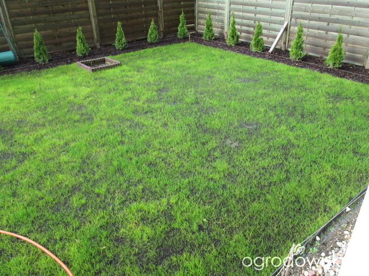 Czynniki wpływające na rozwój trawy