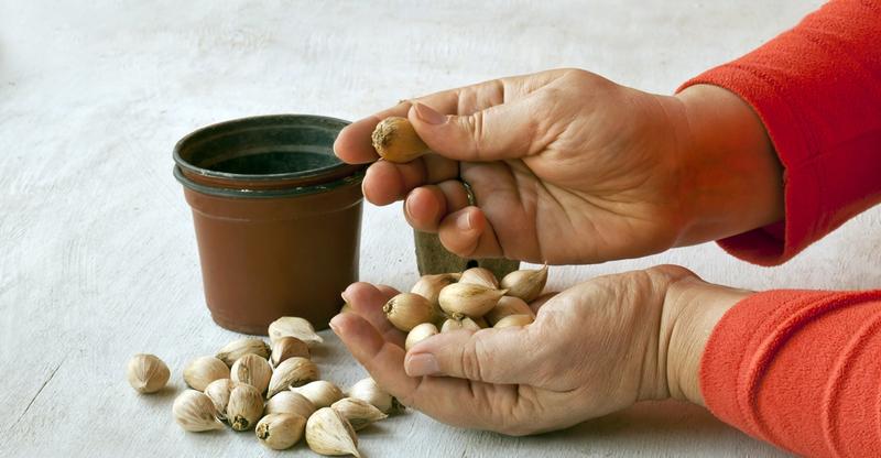 Kiedy sadzić cebule irysów