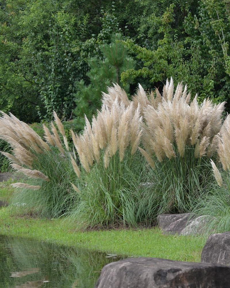 Kiedy sadzić trawę pampasową