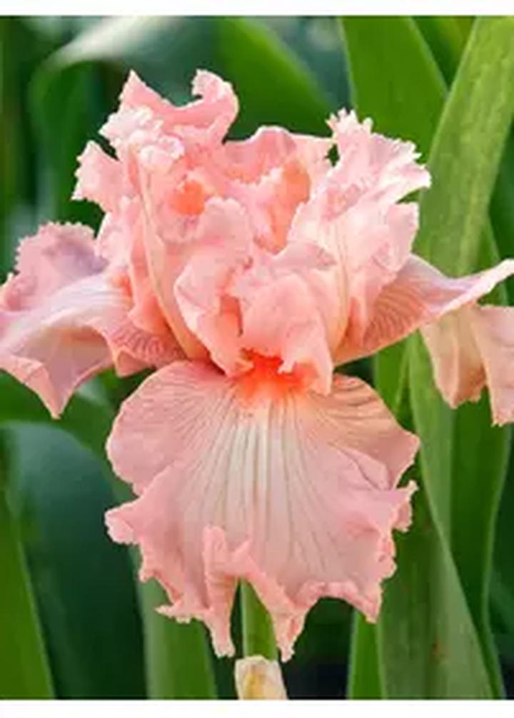 Pielęgnacja irysów cebulowych