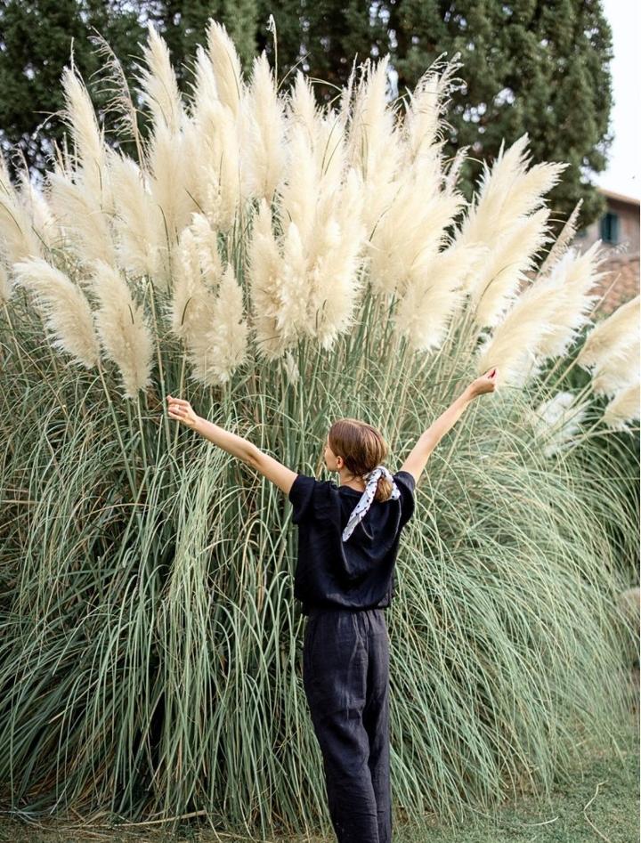 Pielęgnacja trawy pampasowej po posadzeniu