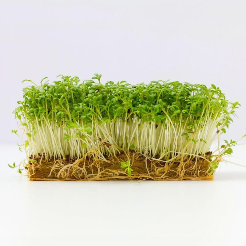 Poradnik ogrodniczy dla początkujących