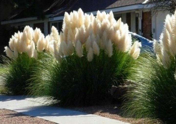 Rozmnażanie trawy pampasowej