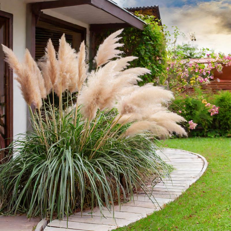 Sadzenie trawy pampasowej krok po kroku