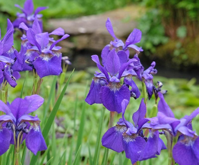 Warunki glebowe i klimatyczne irysów